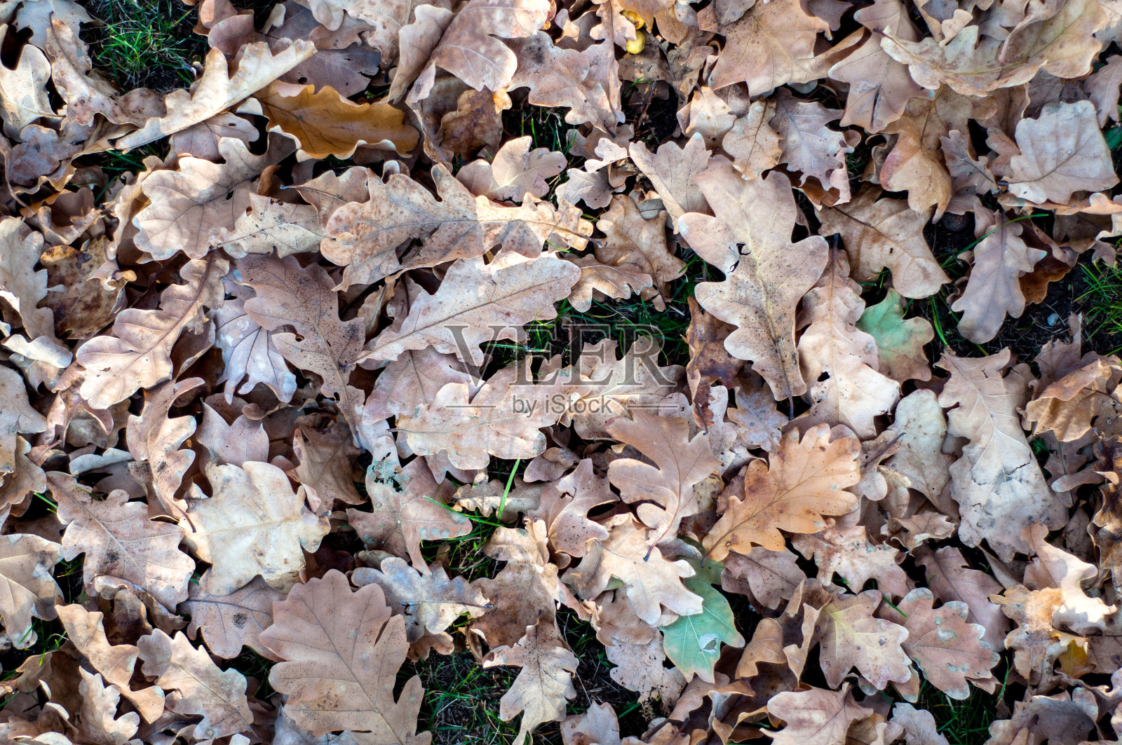 枯叶落在地面特写,秋天的背景视图从顶部照片摄影图片