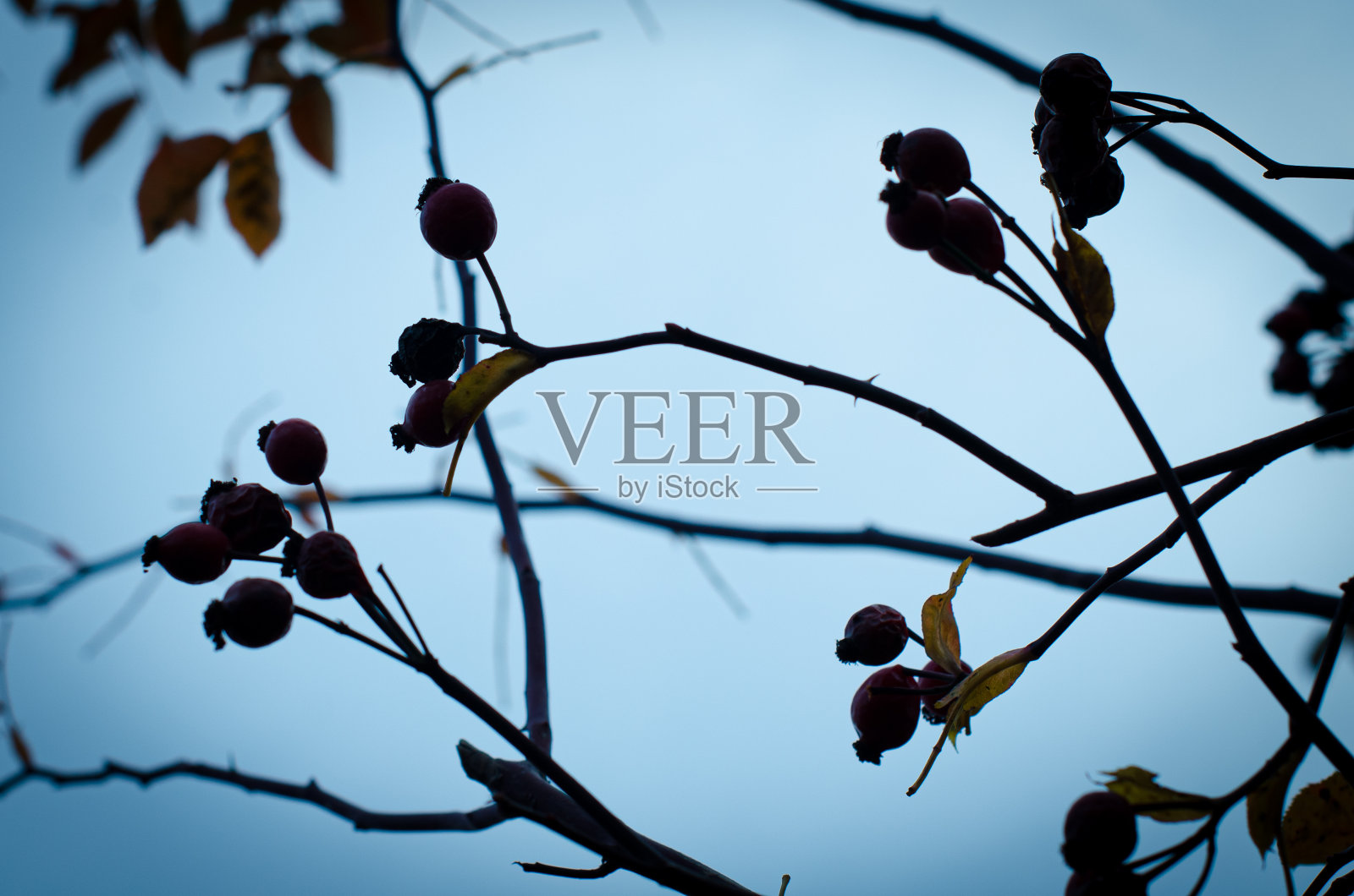 狗玫瑰的果实落在光秃秃的树枝上。清晰的深蓝色天空背景上的剪影。照片摄影图片