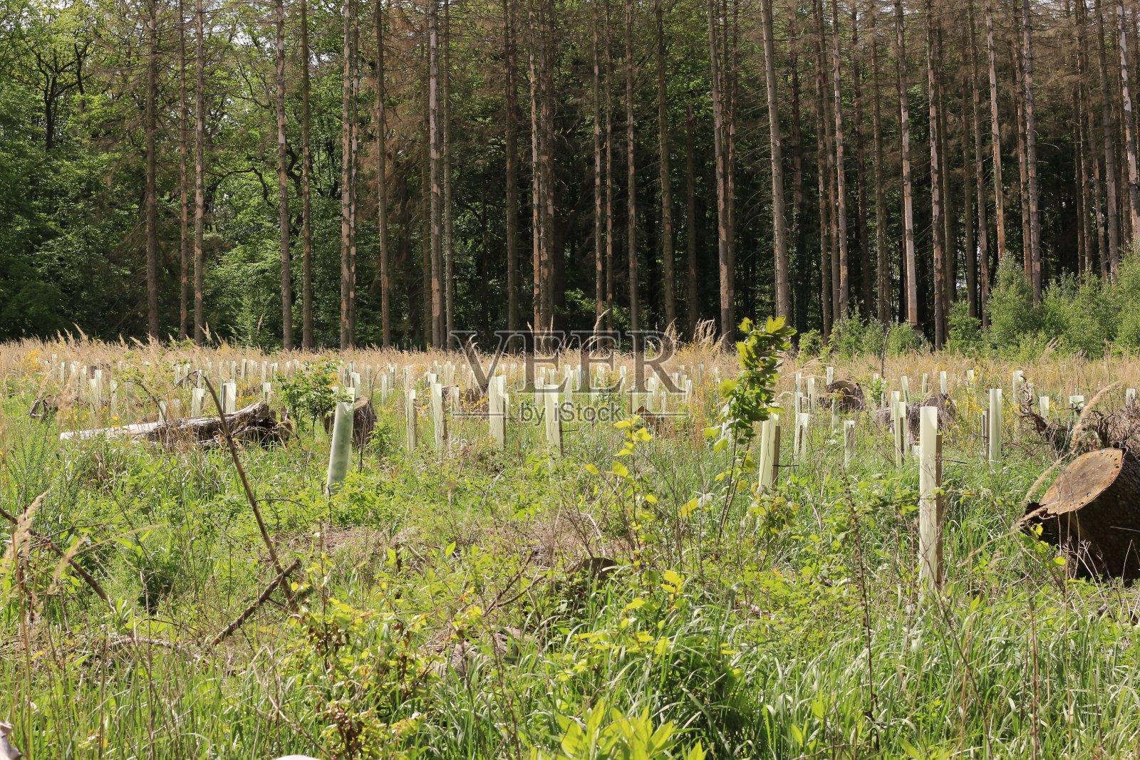 清晨在门登市的森林里照片摄影图片