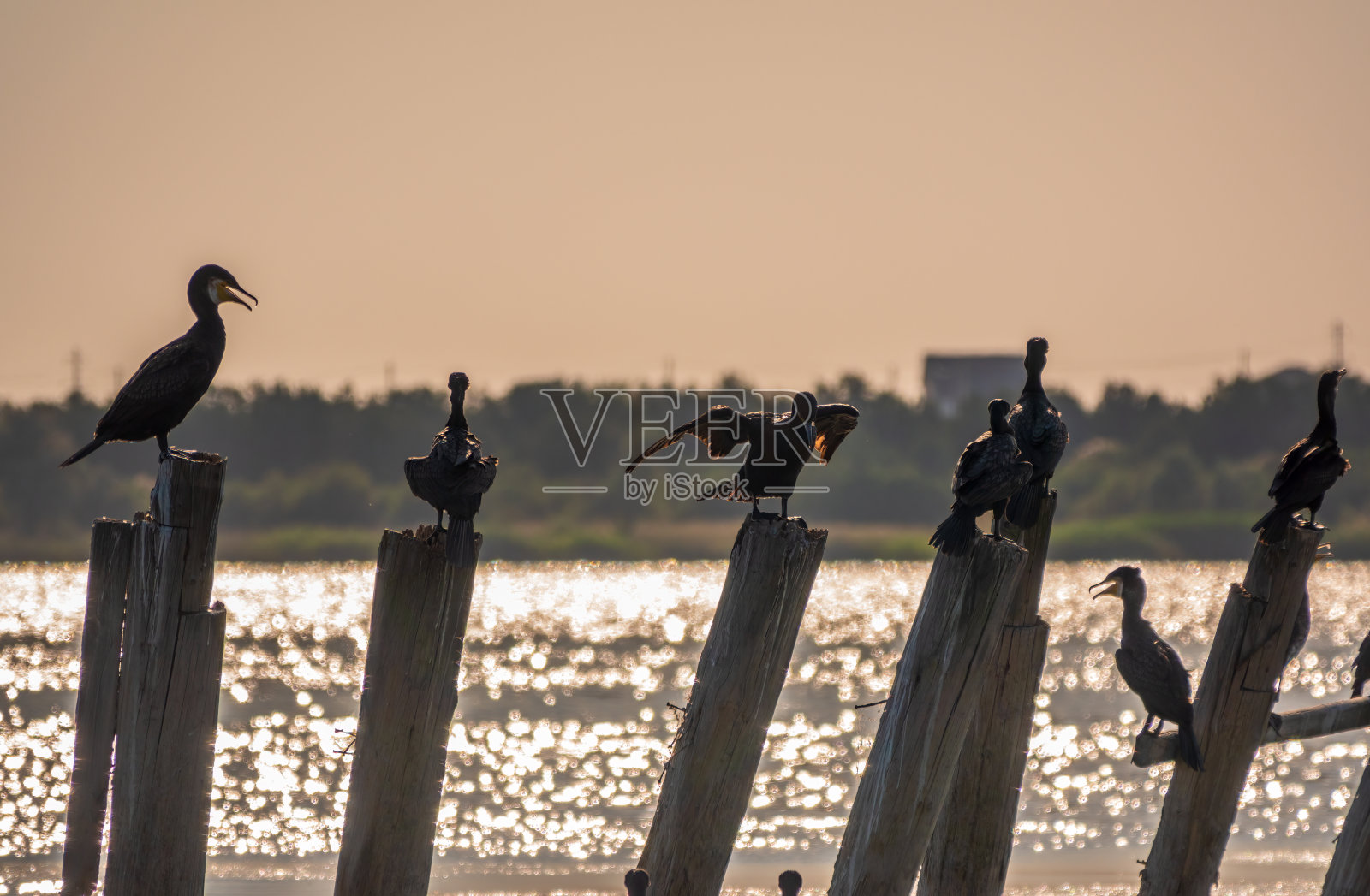 一群鸬鹚坐在一个古老的海上码头在橙色的夕阳照片摄影图片