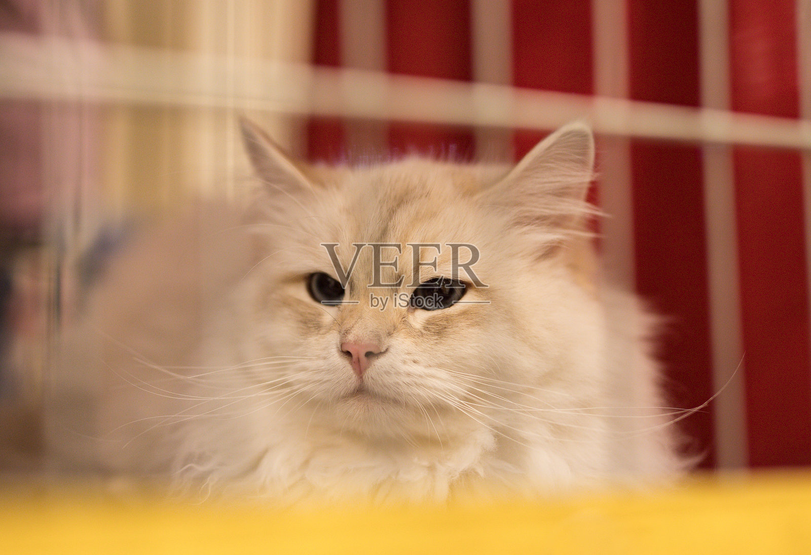 优秀的猫照片摄影图片