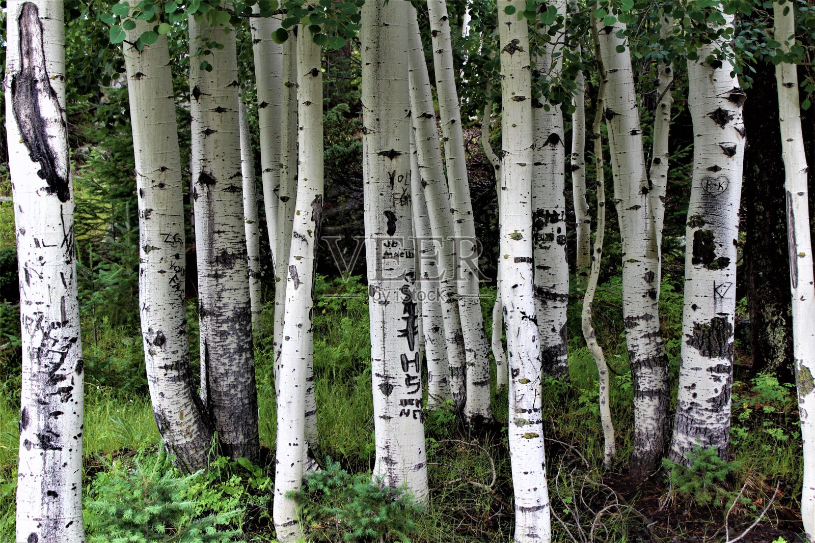 桦林照片摄影图片