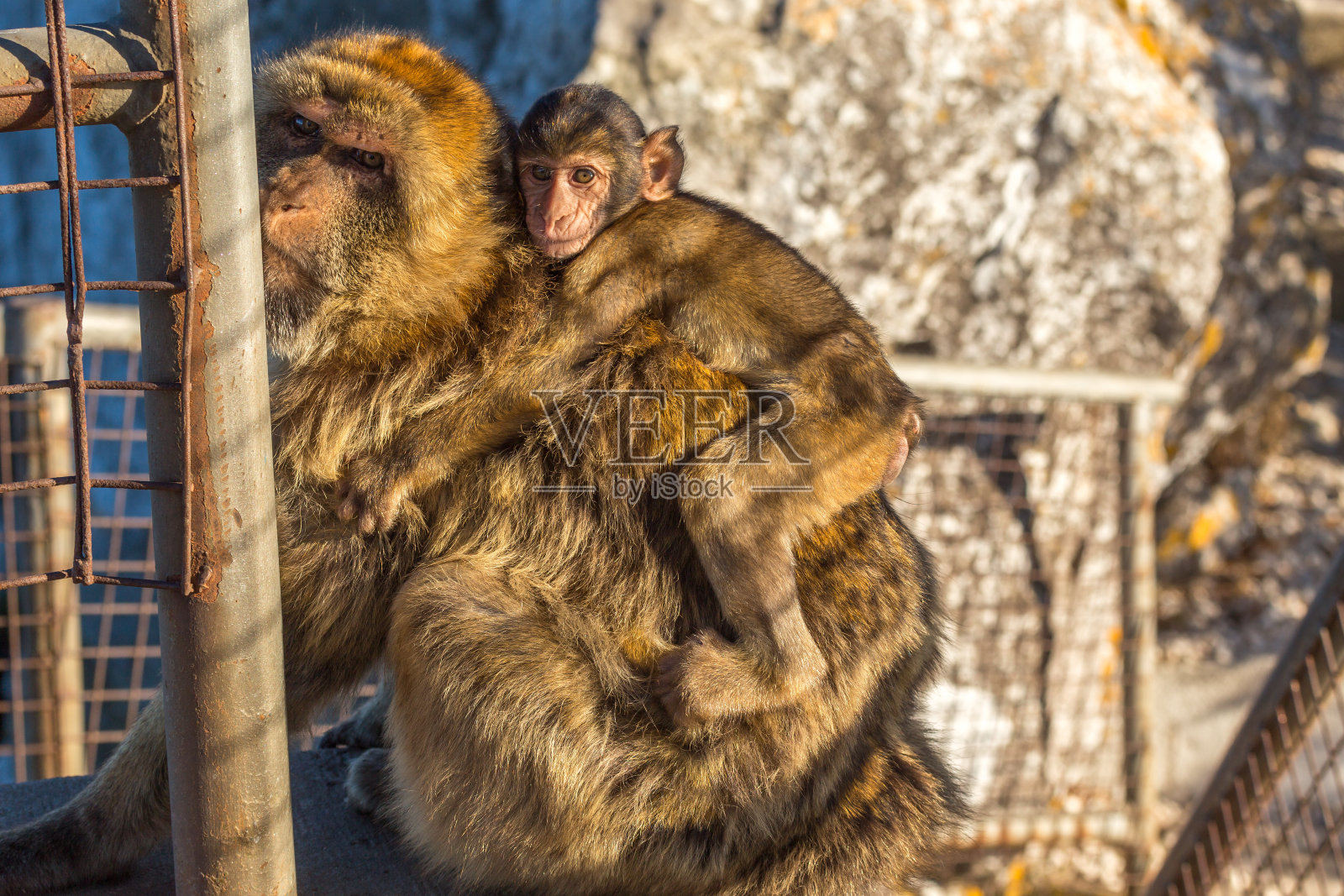 马戈特猴在直布罗陀岩石上生孩子照片摄影图片