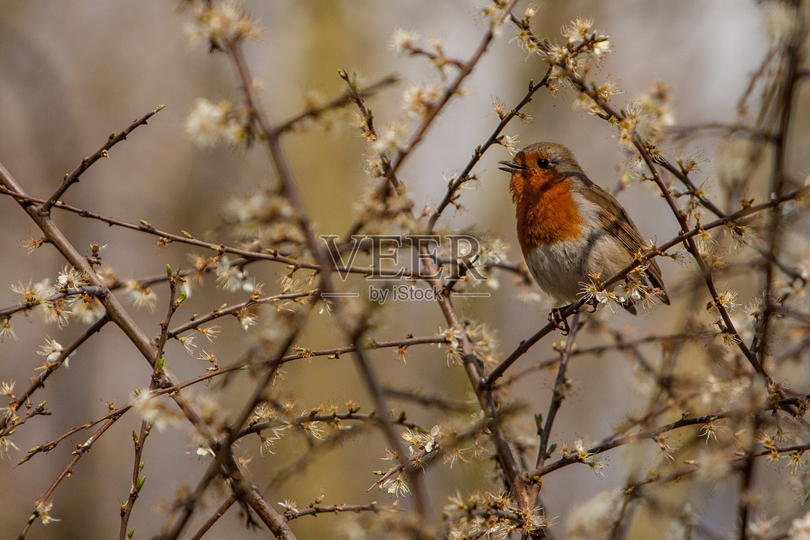知更鸟在花丛中照片摄影图片