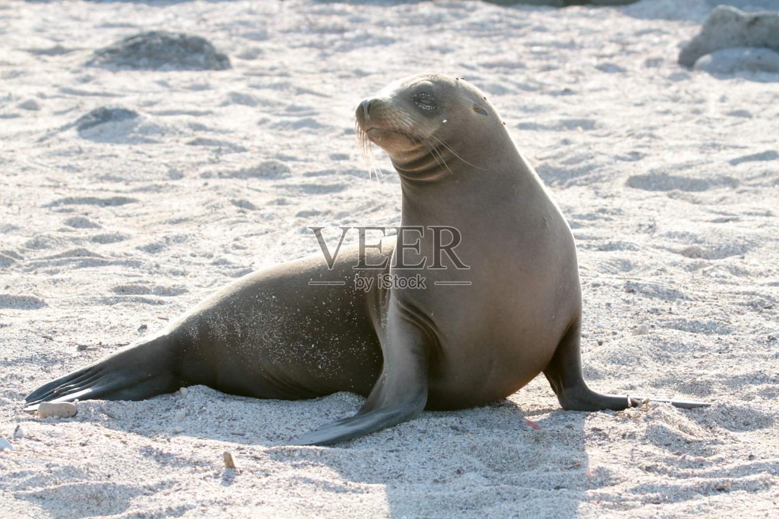 加拉帕戈斯海狮,西摩岛照片摄影图片