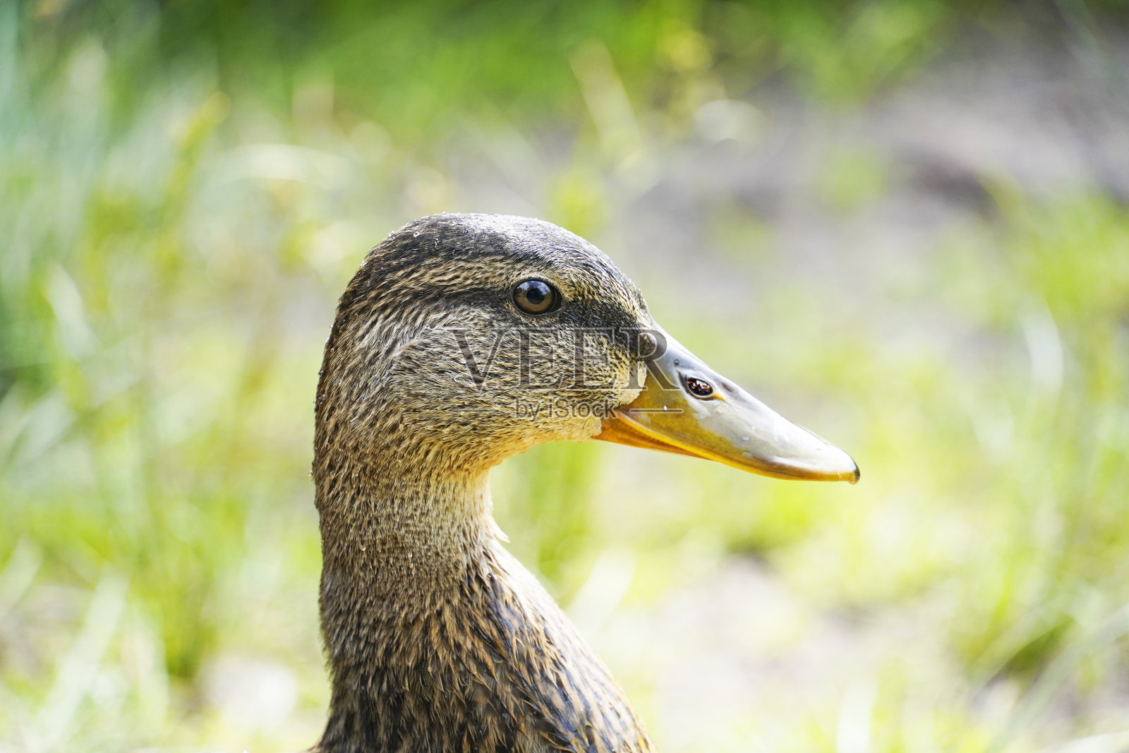 自然环境中一只普通鸭子的肖像照片摄影图片