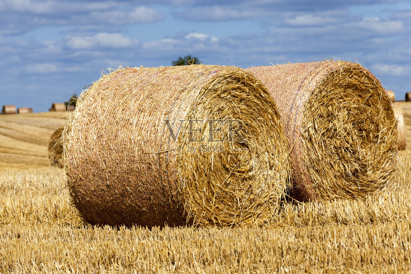 堆放着黑麦秸秆的农田照片摄影图片