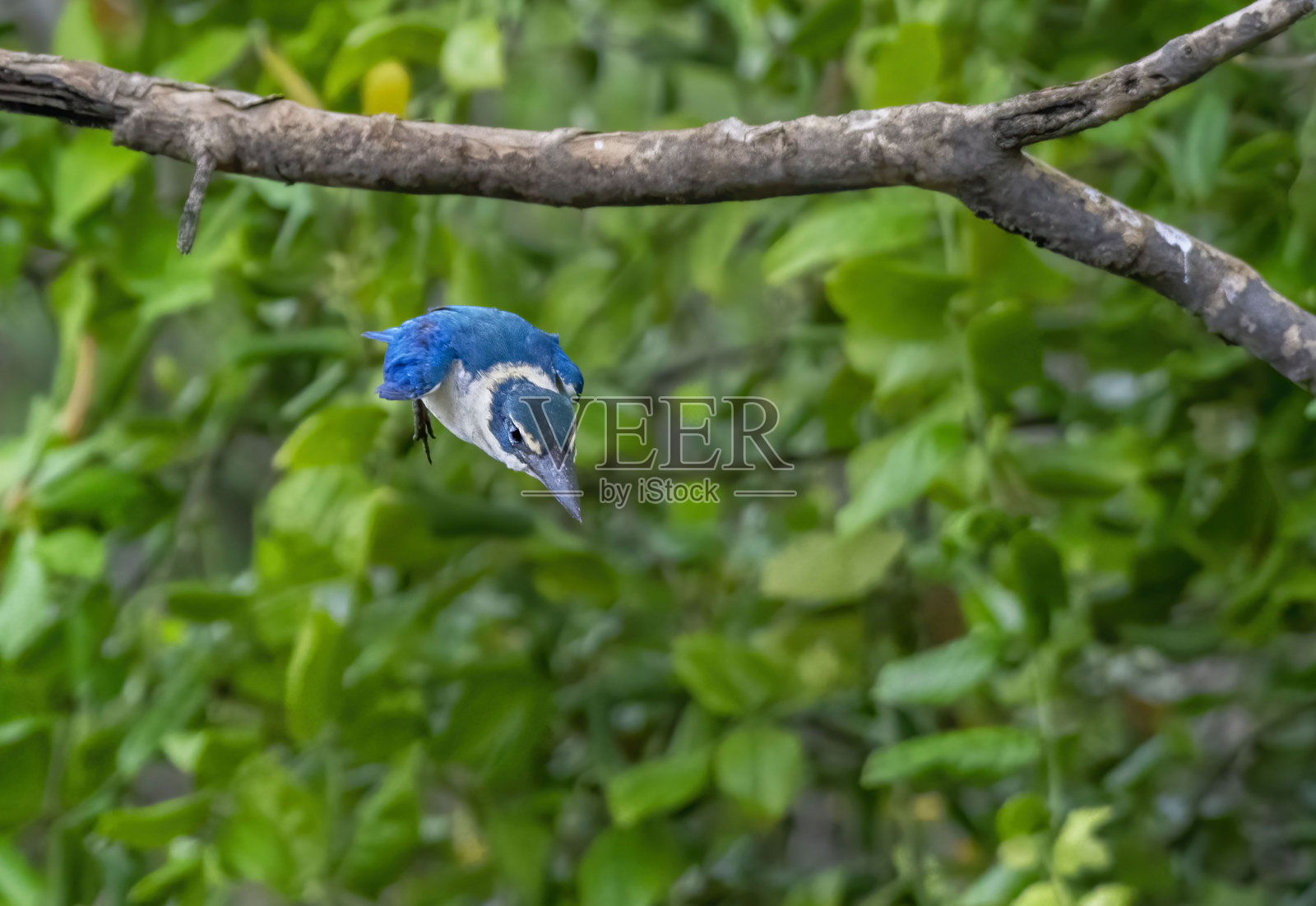 泰国,有颈的翠鸟,当看到猎物时,盘旋着俯冲照片摄影图片