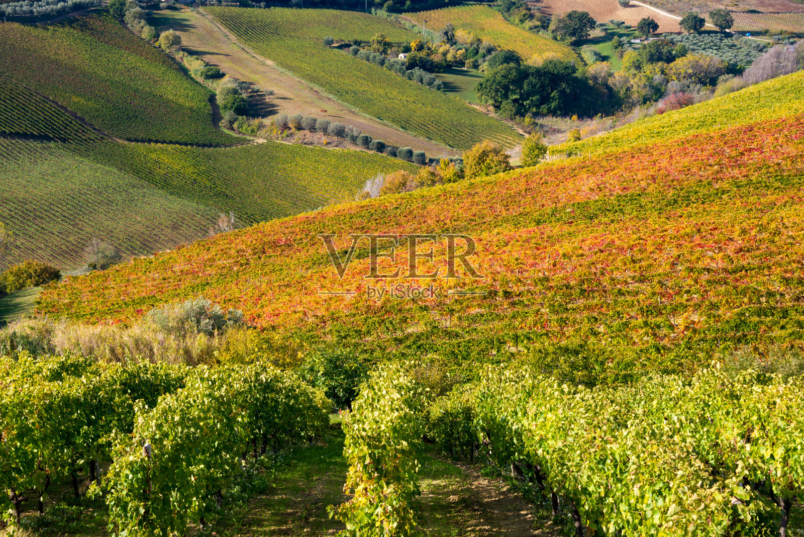 多姿多彩的葡萄园在秋天,秋天自然景观照片摄影图片