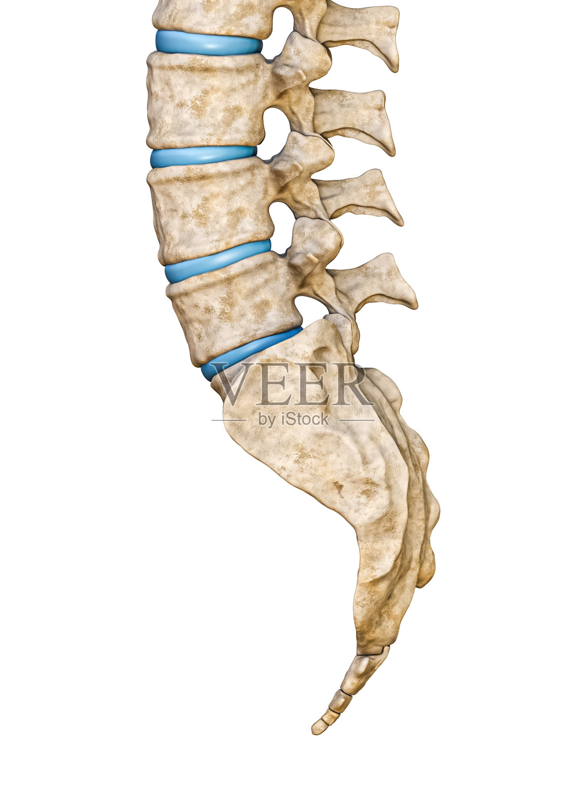 人骶骨和腰椎的侧面或侧视图在白色背景上分离的3D渲染插图。空白的解剖图。解剖学,医学,生物学,人体骨骼的部分概念。照片摄影图片