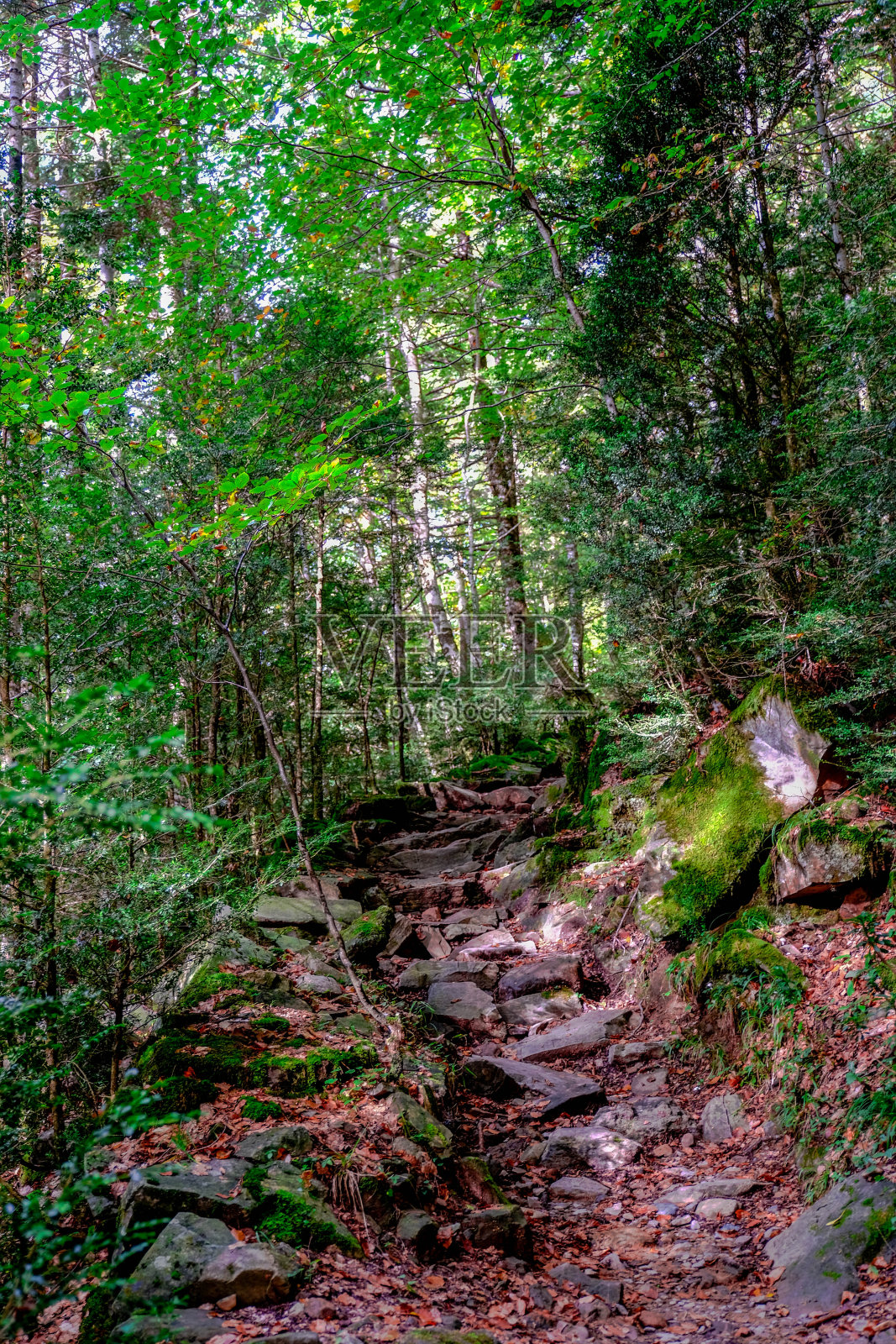 Ordesa y Monte Perdido国家公园,位于西班牙比利牛斯山脉,有壮观的河流、瀑布、山脉、山毛榉和冷杉林照片摄影图片