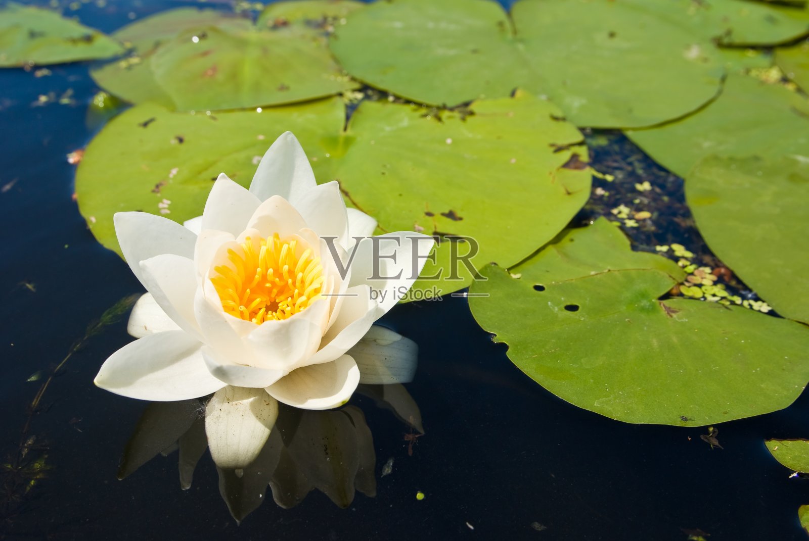 白色的百合照片摄影图片