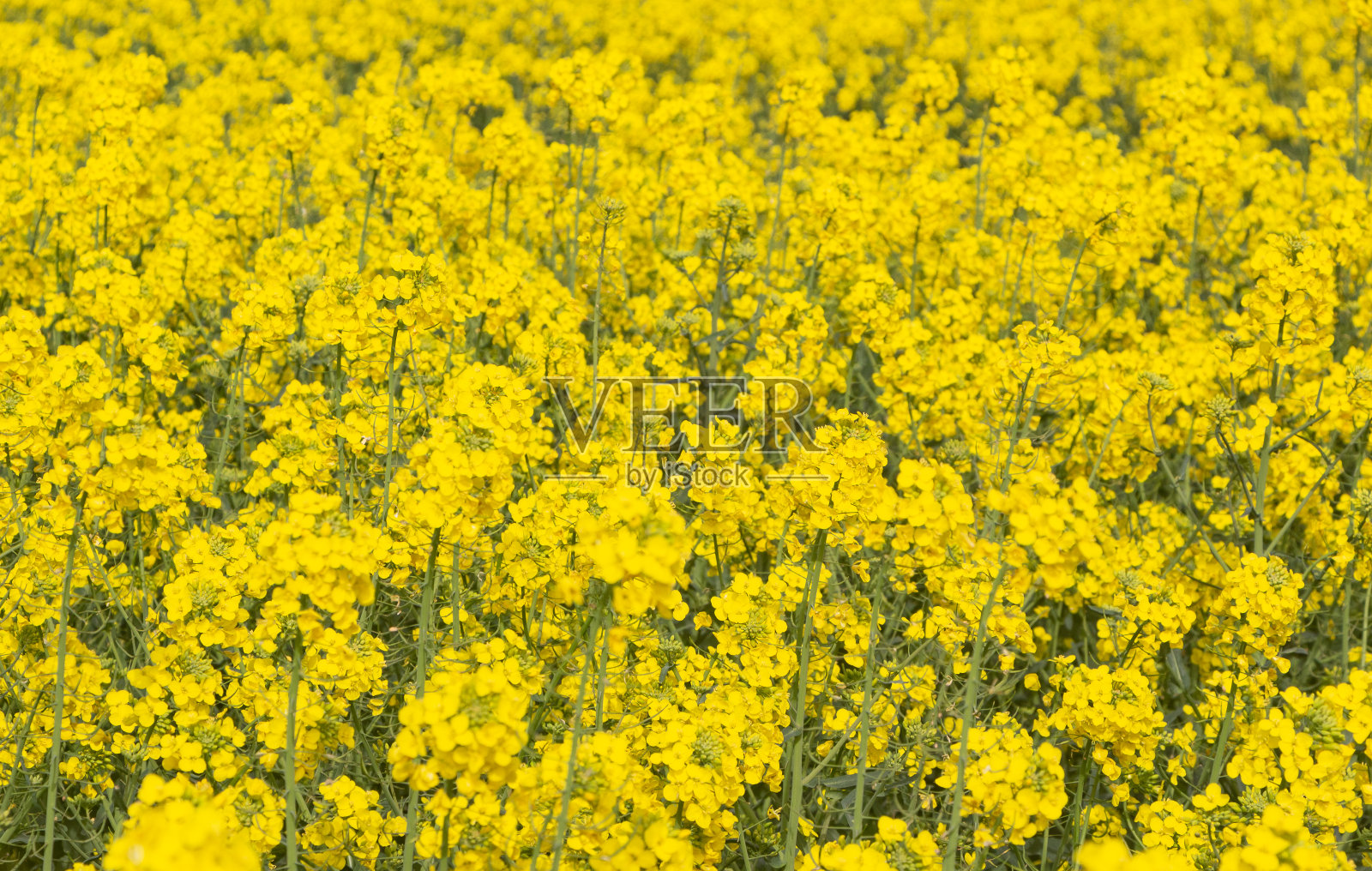 布列塔尼的油菜籽田照片摄影图片