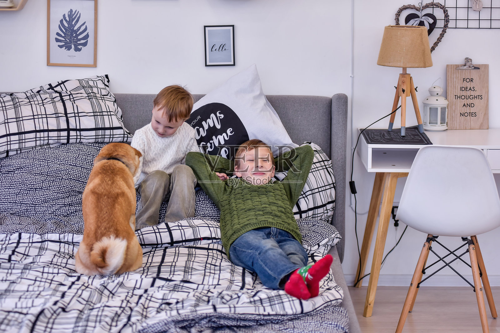圣诞节那天,两兄弟在现代卧室的床上和一只柴犬玩耍。照片摄影图片