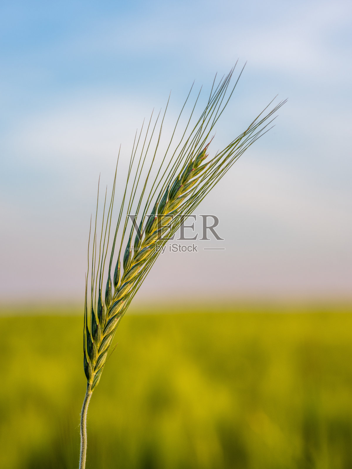 绿色的麦田在农业农场。农业景观照片摄影图片