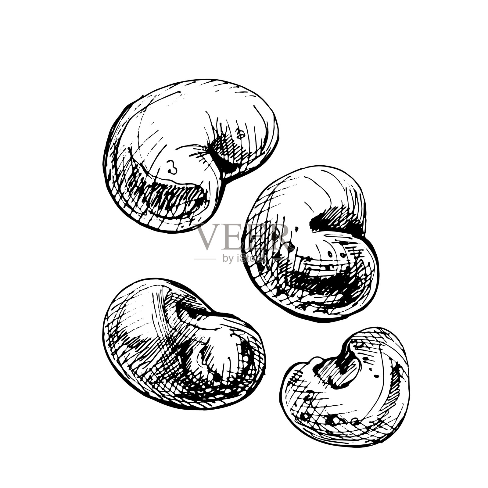 猴面包树的种子。白色上分离的古带菌者孵化插画图片素材