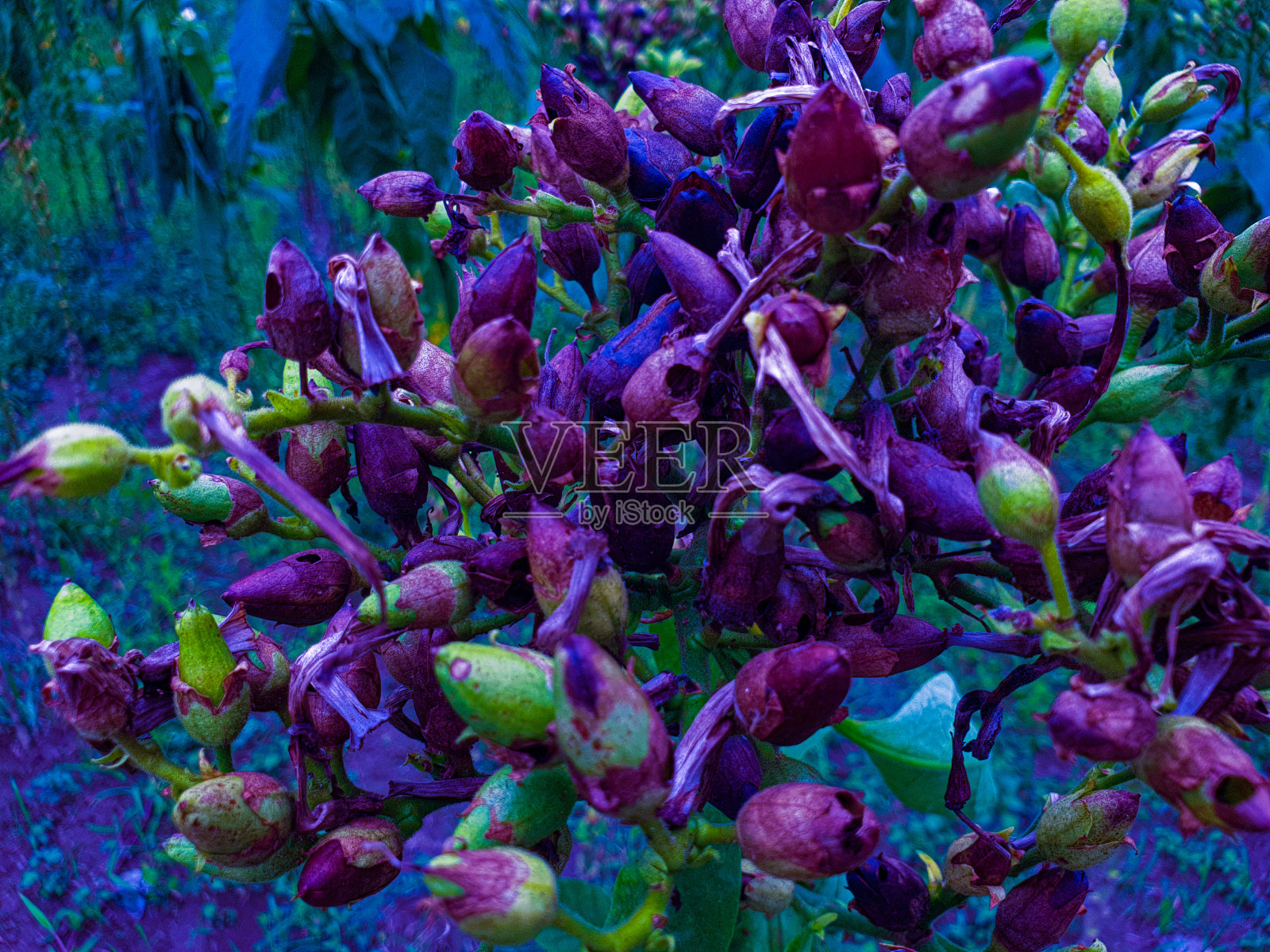 受损的烟草花照片摄影图片