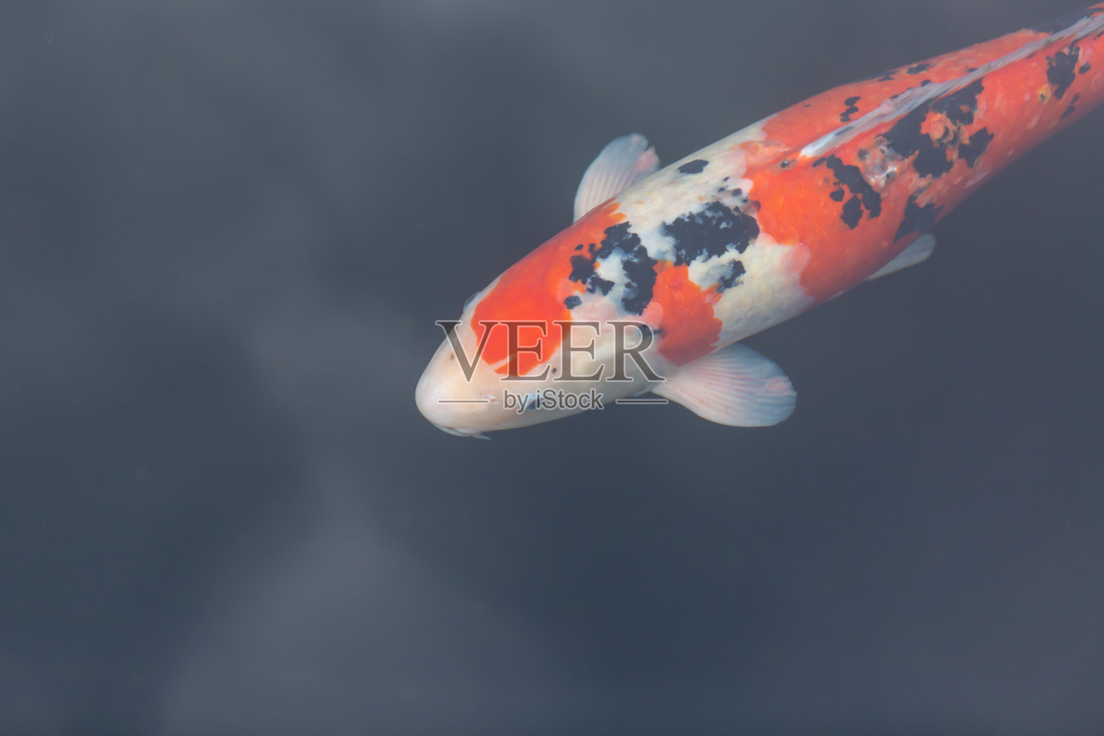 鲤鱼照片摄影图片