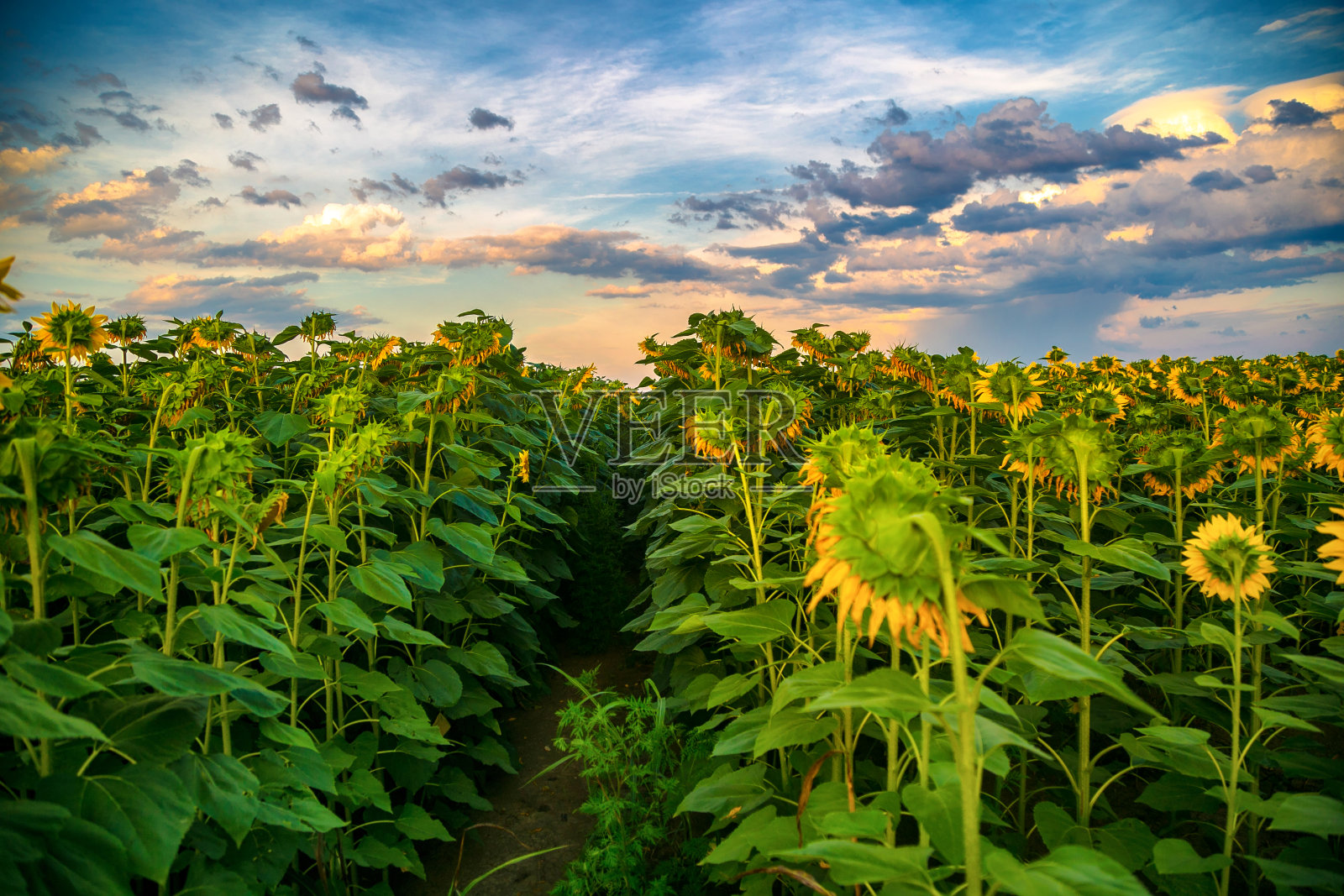 向日葵在日落之前照片摄影图片