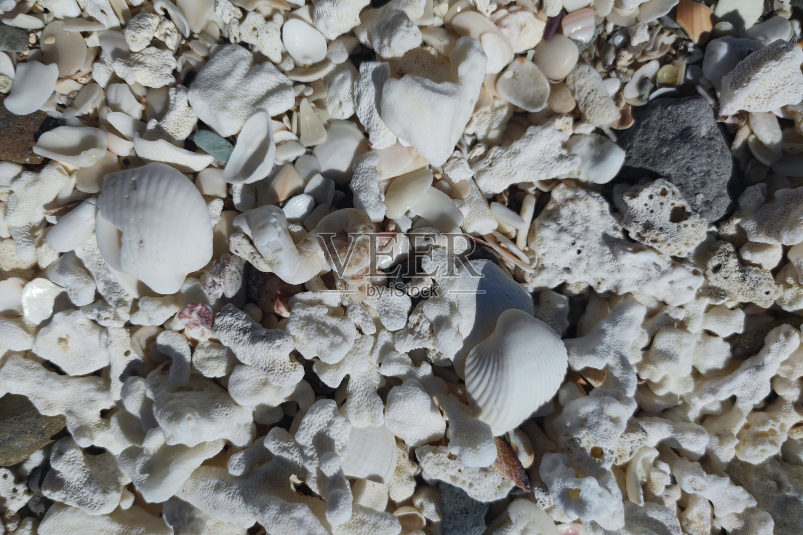 海滩上有许多贝壳照片摄影图片