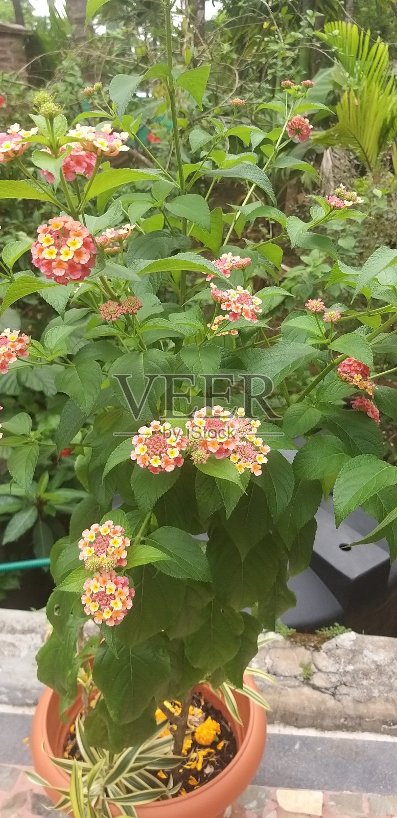 花盆照片摄影图片