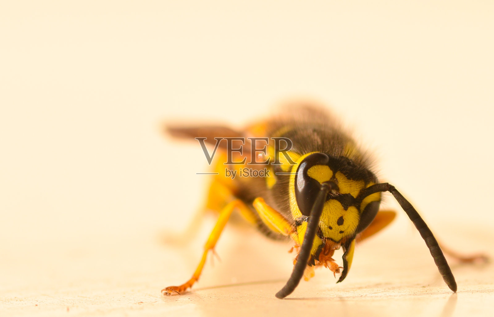 黄蜂头部特写照片摄影图片
