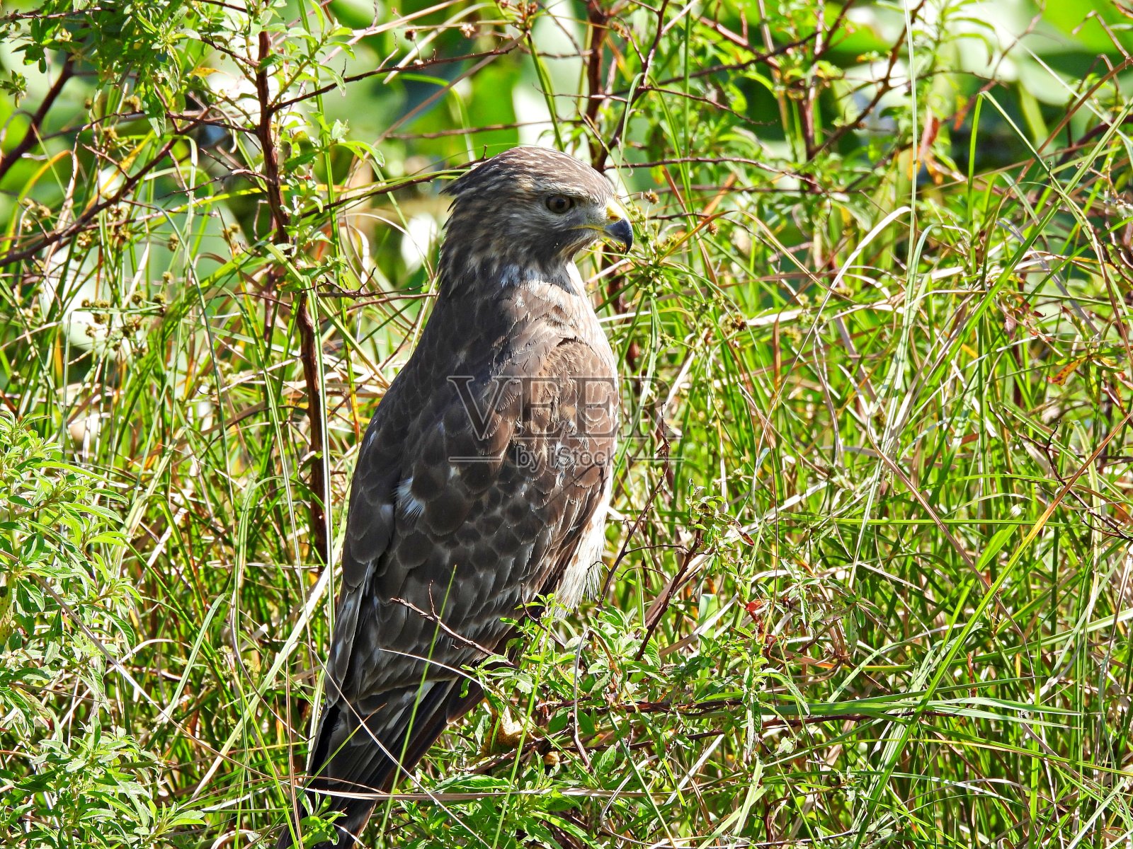 红肩鹰在高高的草丛中休息照片摄影图片