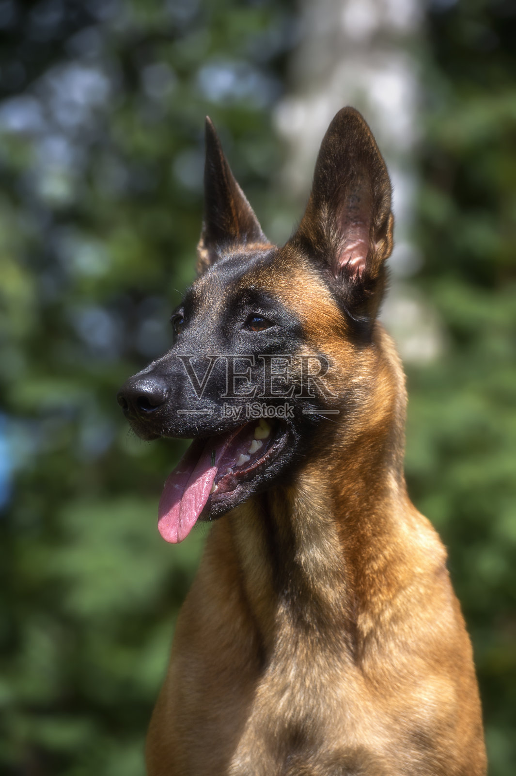 比利时牧羊犬马里诺斯的头像在绿叶背景照片摄影图片