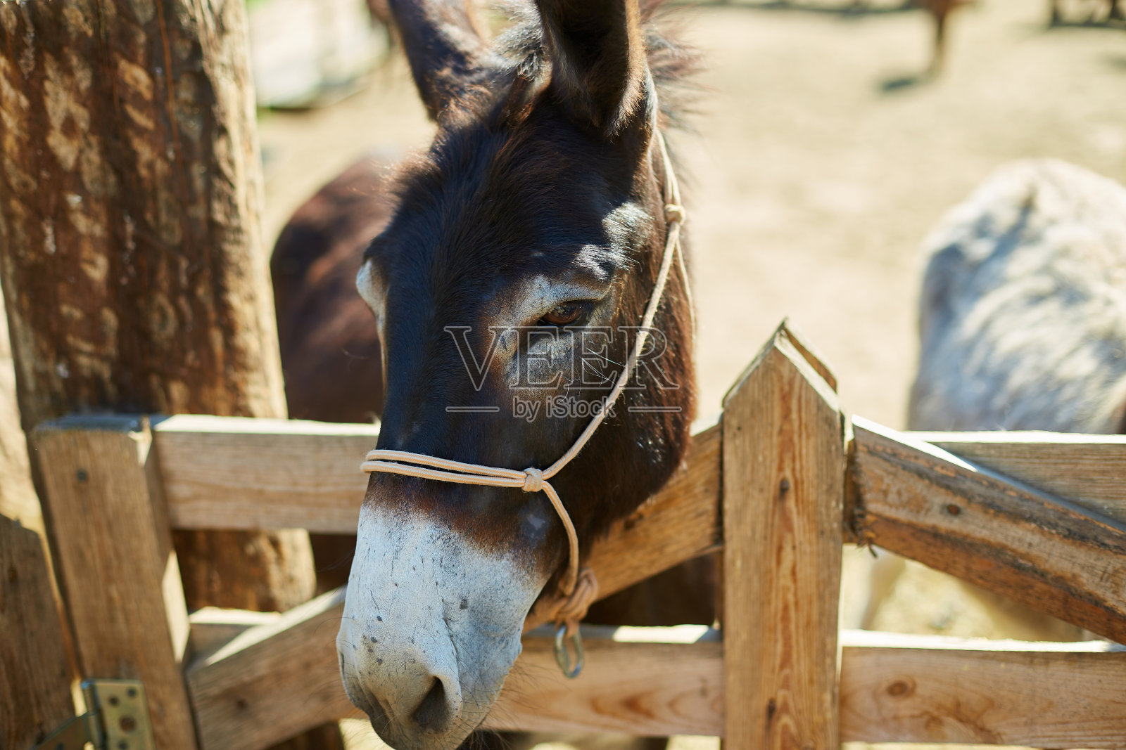 友好的驴在围场是社会性的,联系农场照片摄影图片