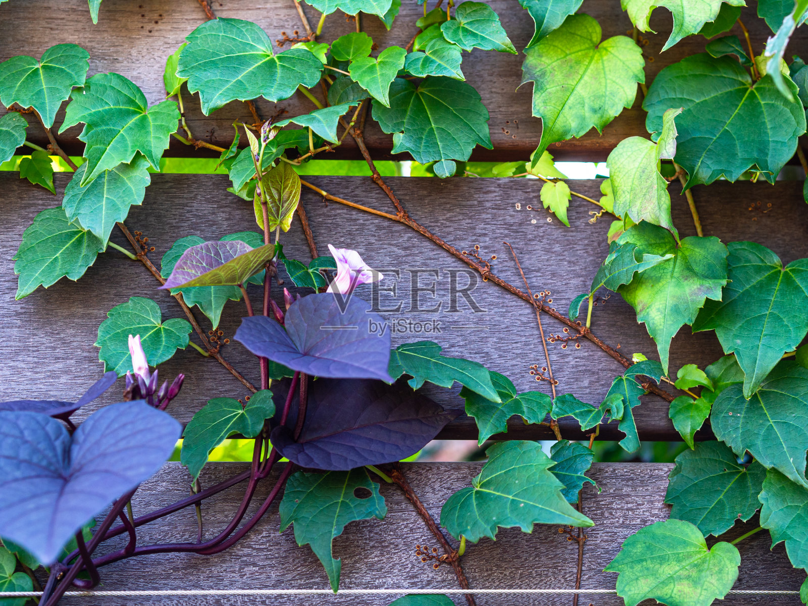 木板墙和树叶照片摄影图片