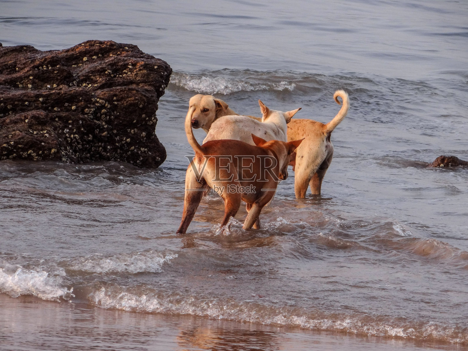 海滩上的狗照片摄影图片