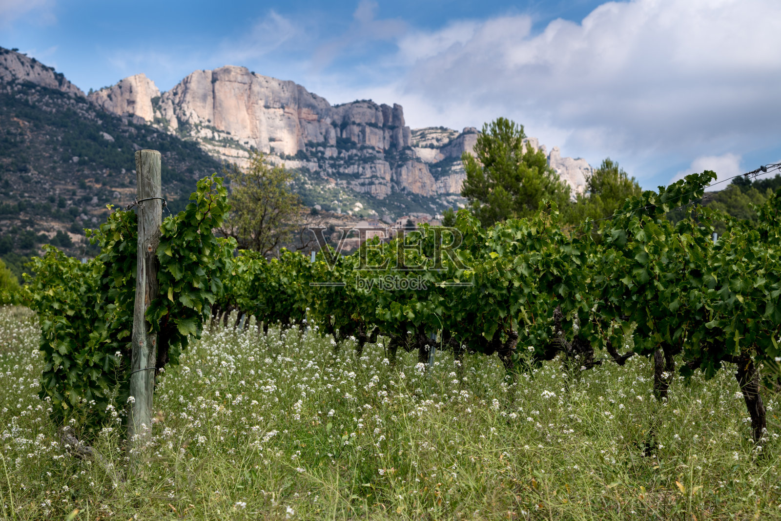 La Morera de Montsant葡萄园,位于西班牙塔拉戈纳的普里奥拉特地区的Sierra de Montsant自然公园总部照片摄影图片