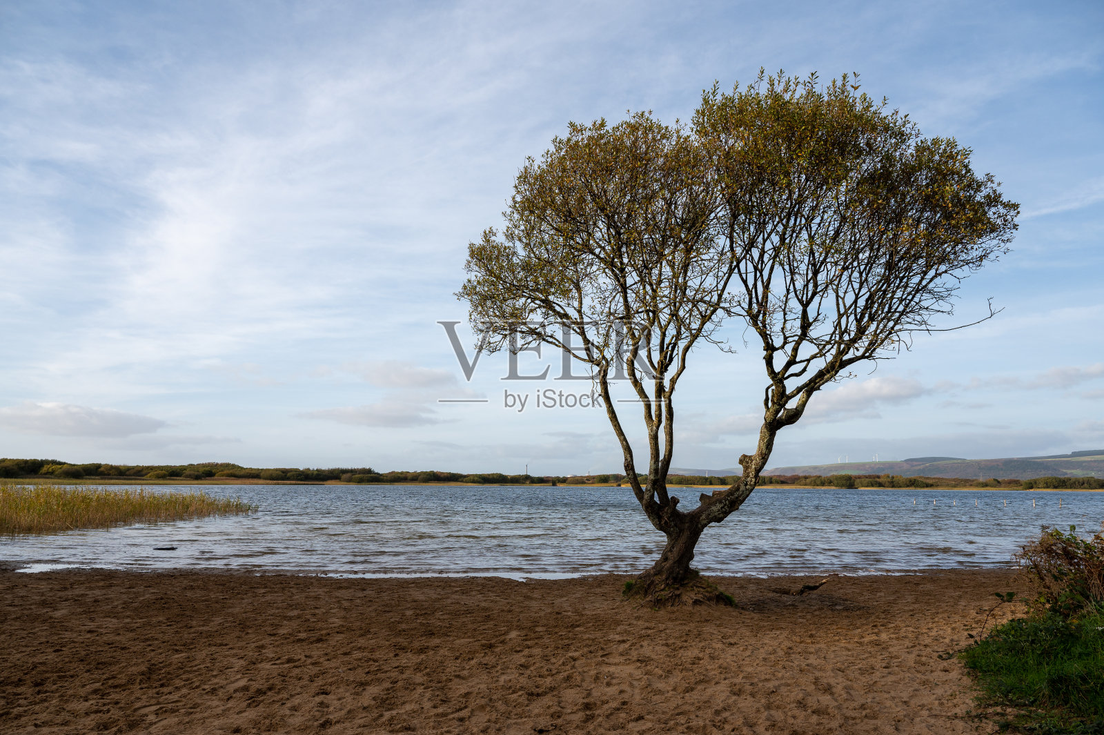 Kenfig池塘里的树照片摄影图片