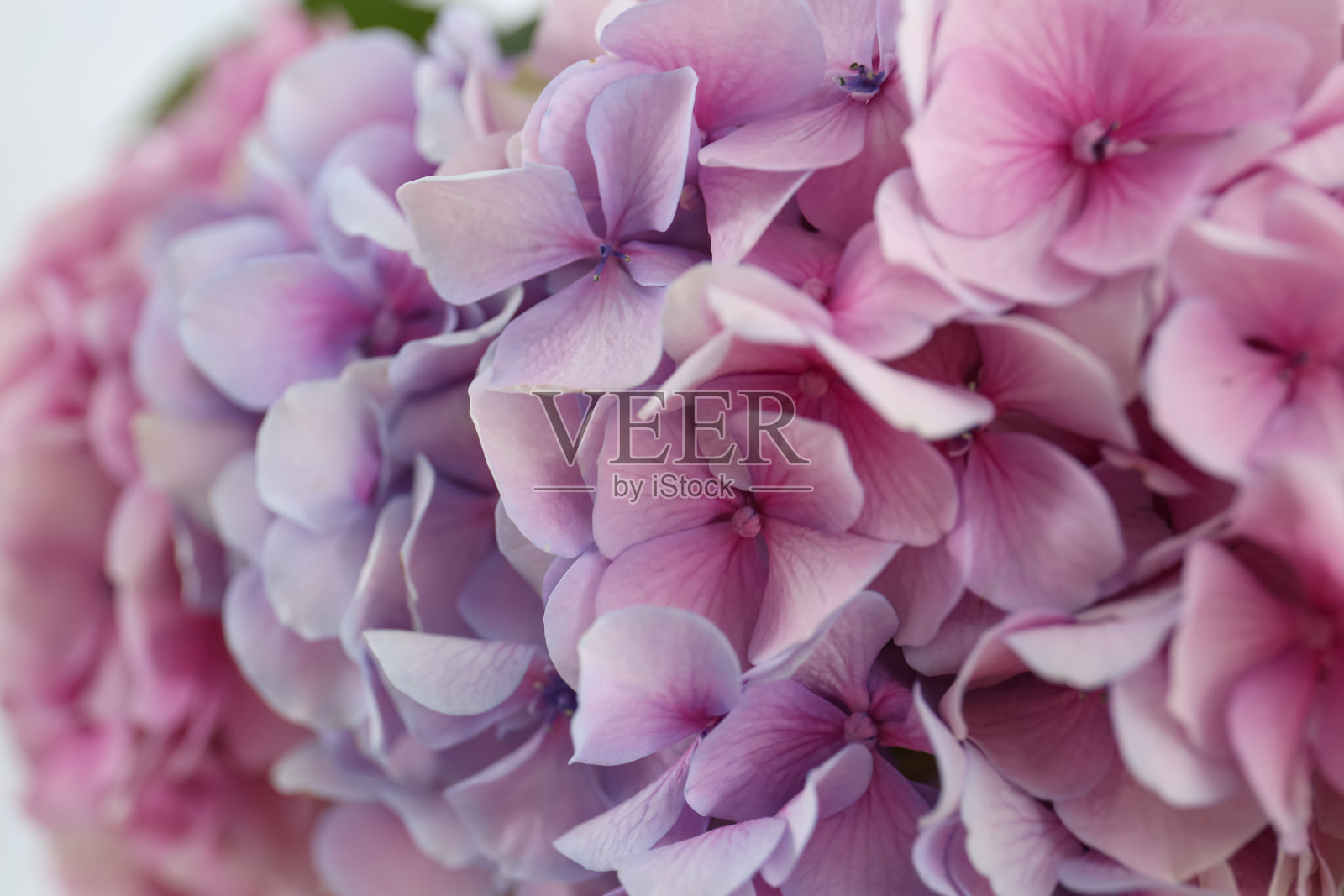 美丽新鲜的绣球花,特写。室内设计照片摄影图片