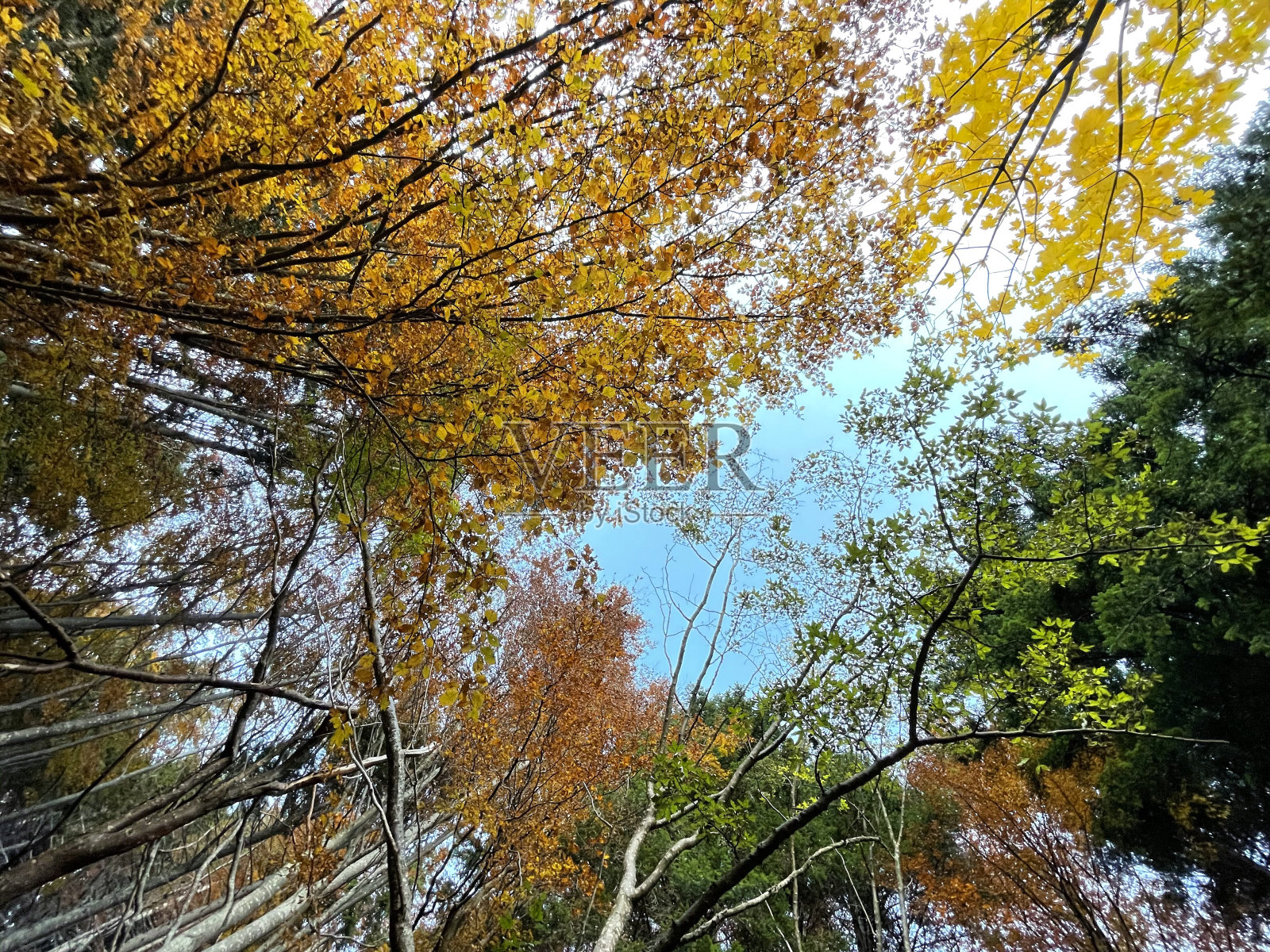 向下上视图的秋天树叶森林树木照片摄影图片