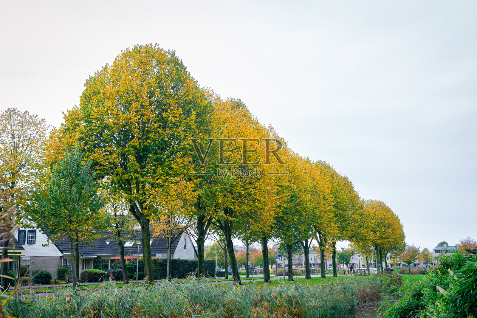 林荫道上有秋叶色的树木照片摄影图片