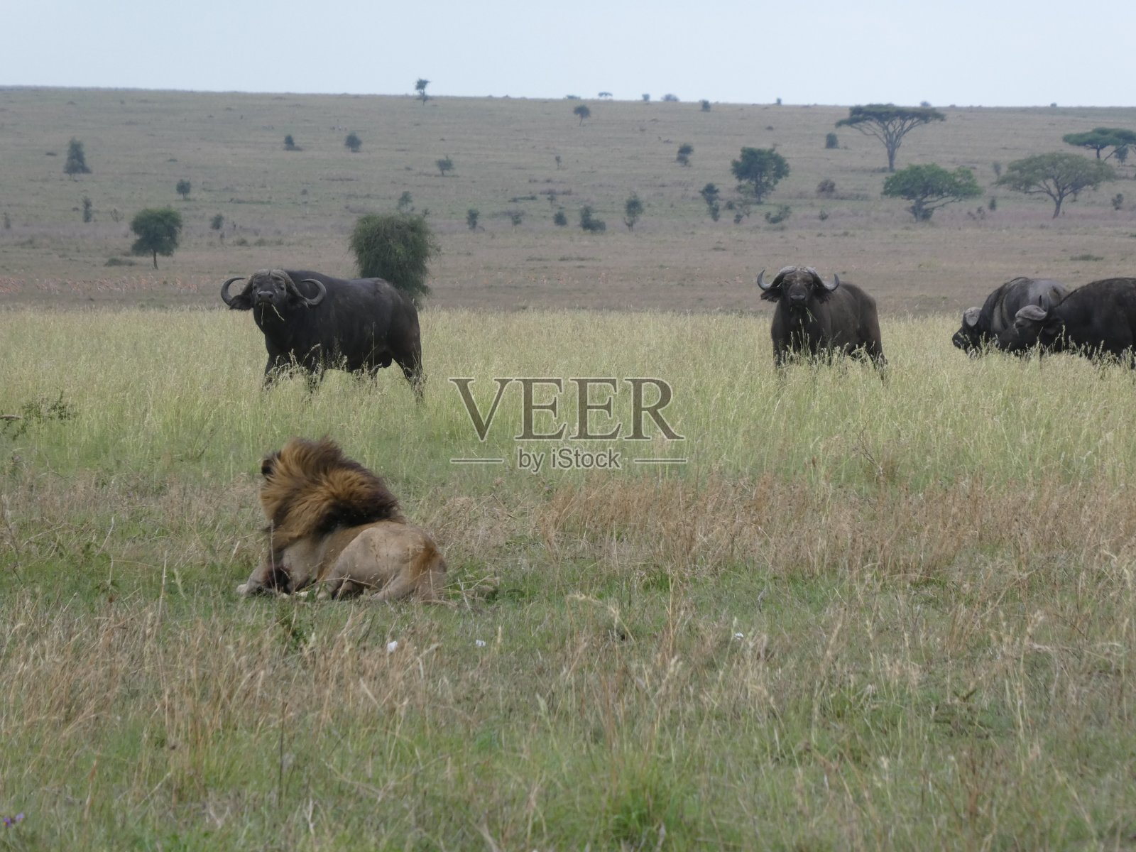 水牛追狮子照片摄影图片