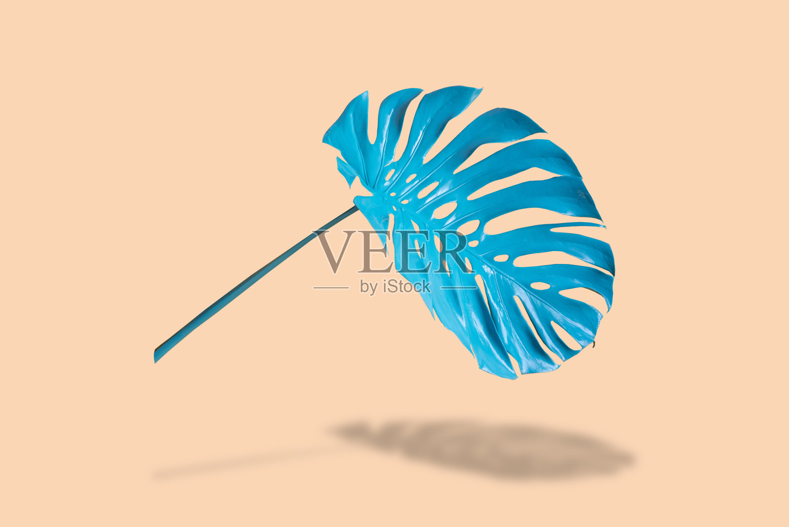 蓝色的怪物猎人叶子漂浮在柔和的灰色背景。照片摄影图片