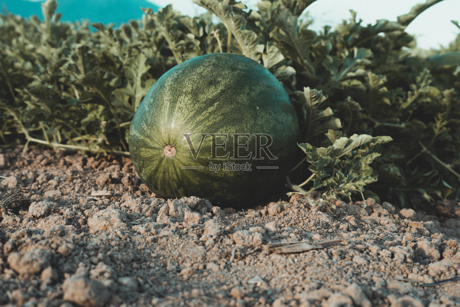 西瓜在现场照片摄影图片