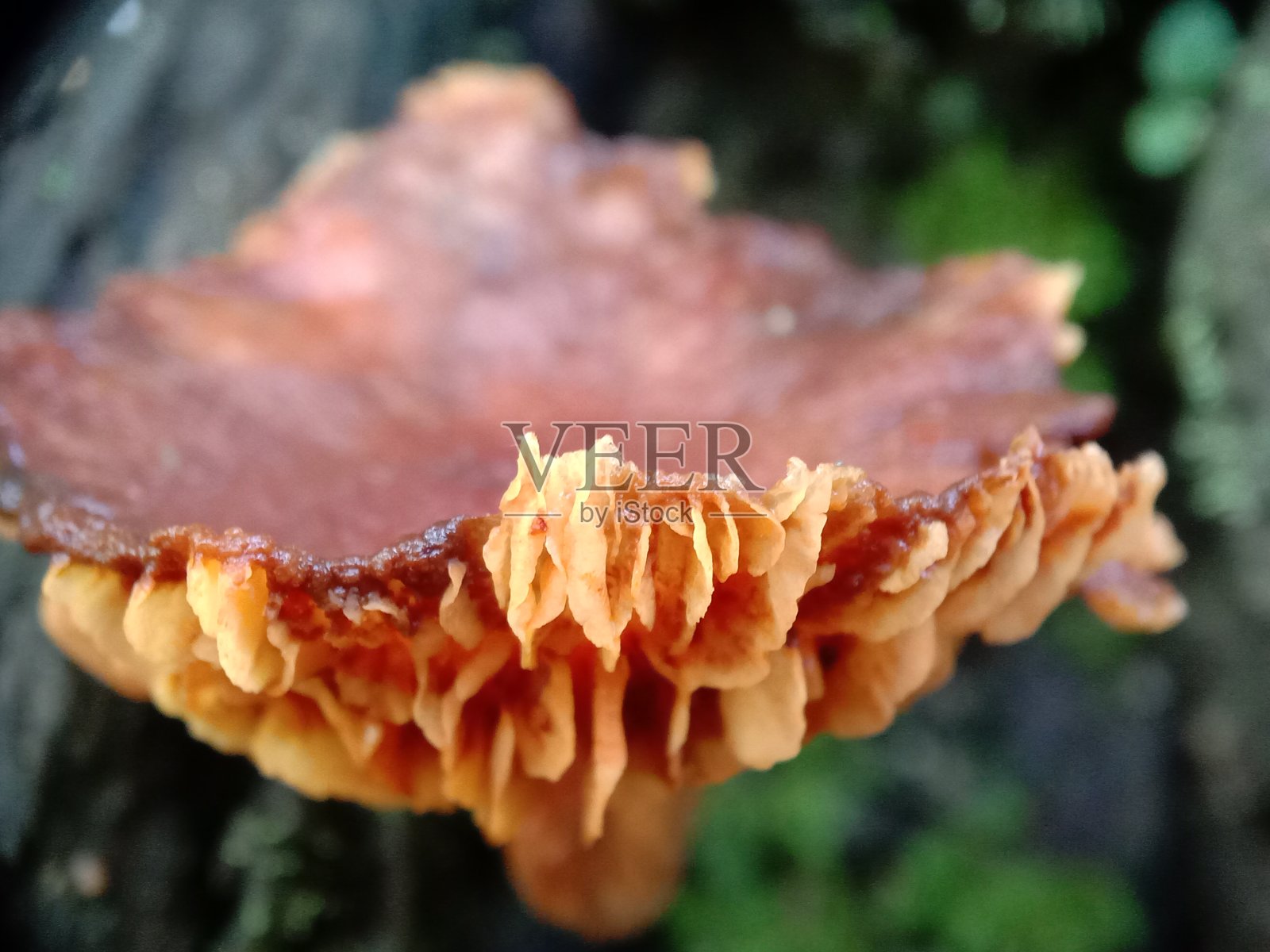 蘑菇宏照片摄影图片