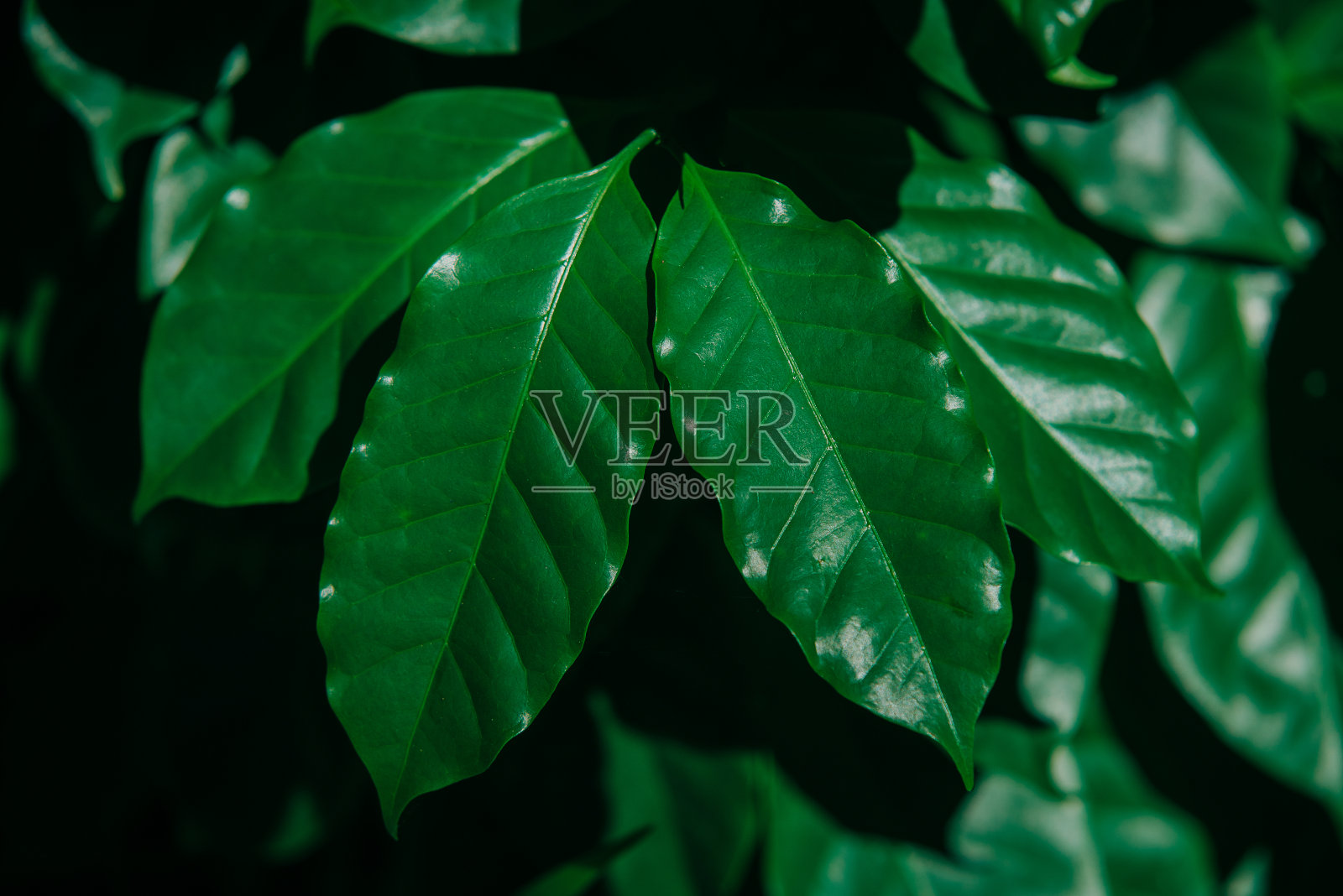 摘要绿叶纹理,自然背景,热带叶照片摄影图片