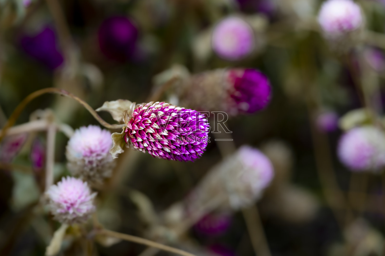 秋天盛开的苋菜照片摄影图片
