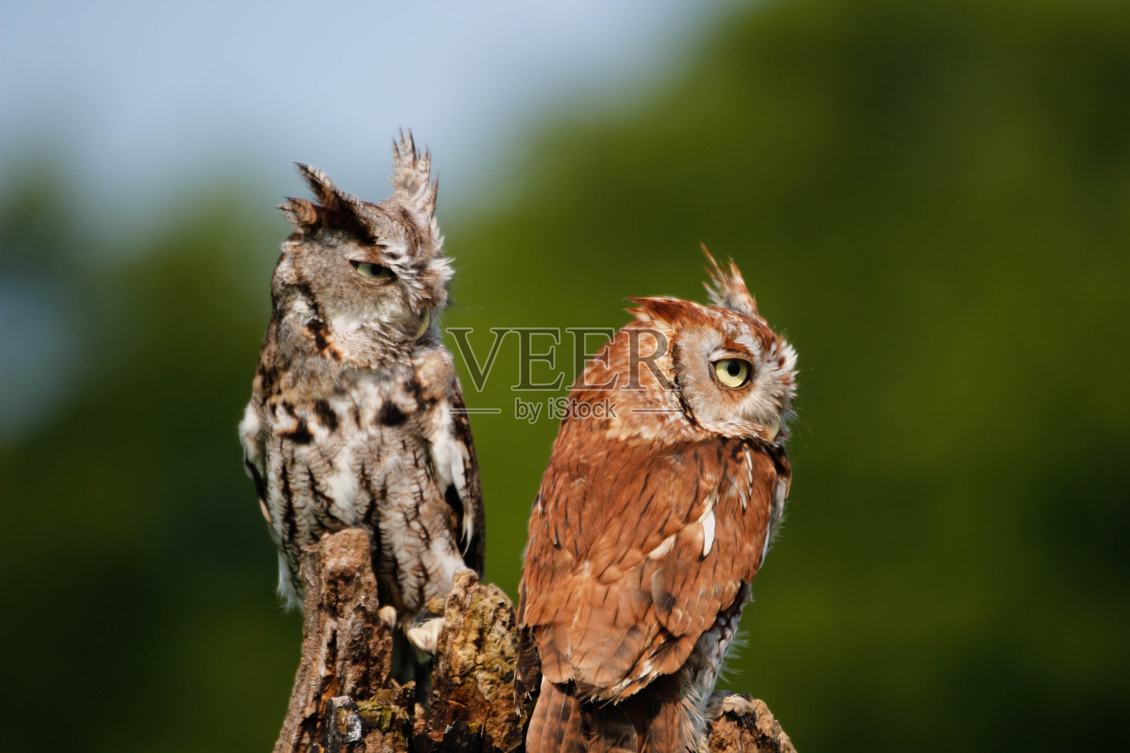 一对美丽的东方尖啸猫头鹰摆好姿势或栖息在树枝上照片摄影图片