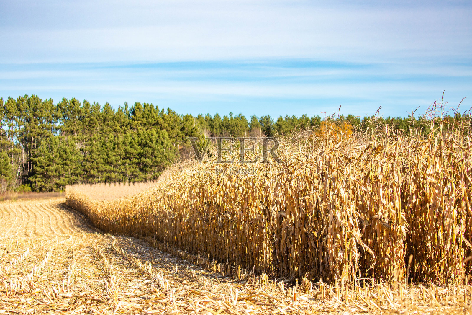 威斯康星州的玉米田,天空湛蓝照片摄影图片