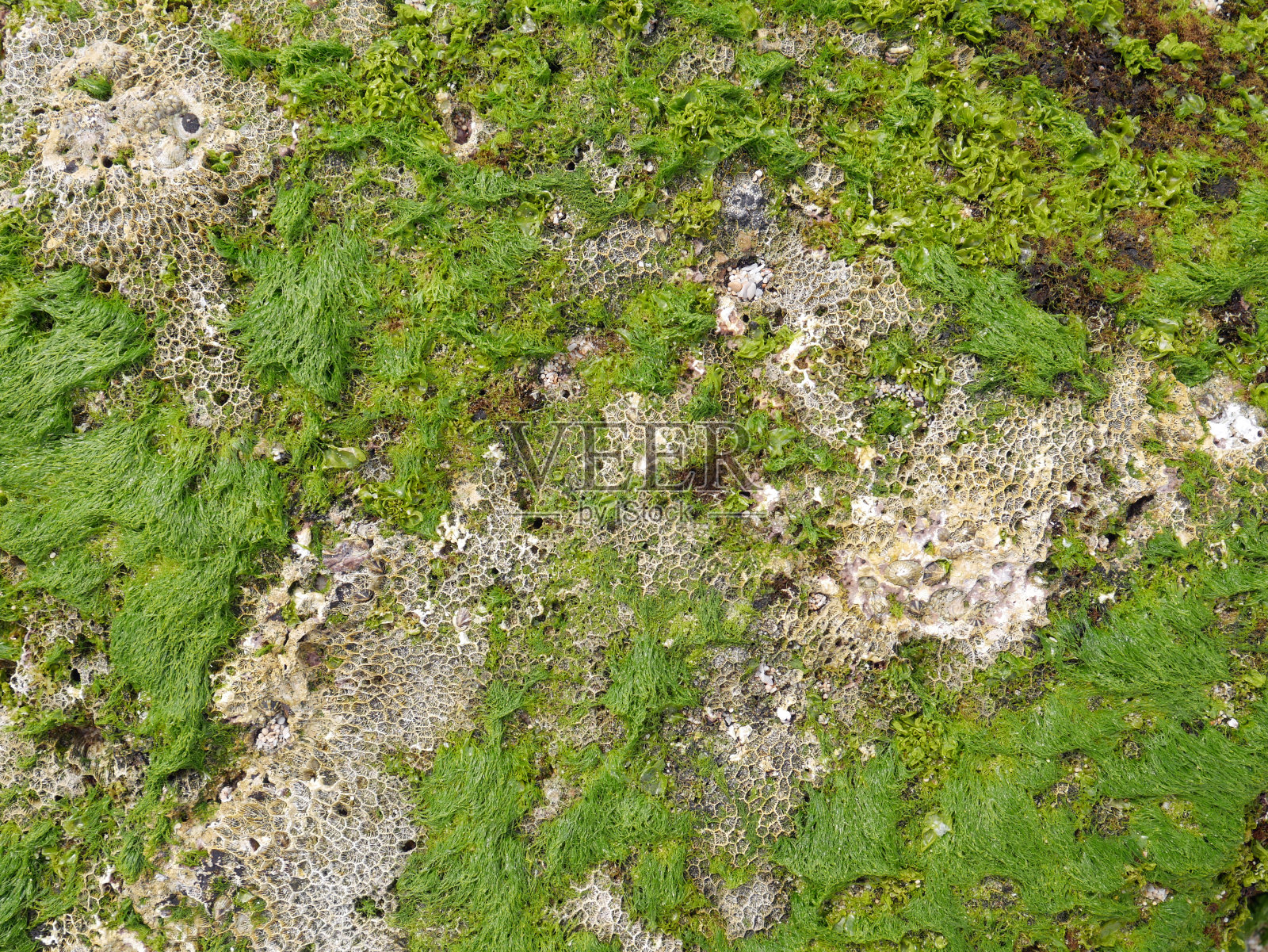 色彩丰富的藻类、岩石和海洋植被的背景照片摄影图片