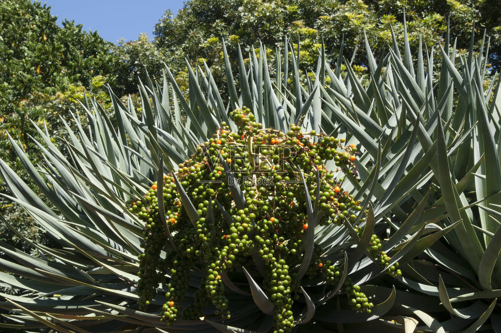 龙血树或龙血树的果实照片摄影图片