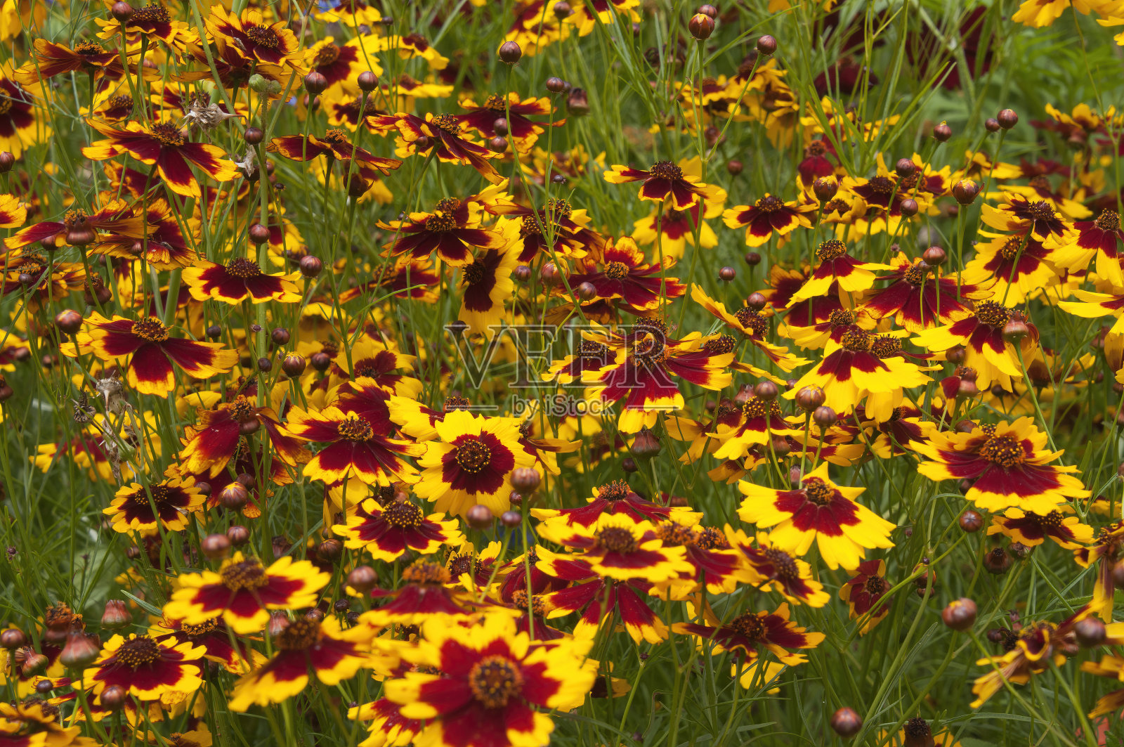 金龟子或金龟子植物的彩色花照片摄影图片