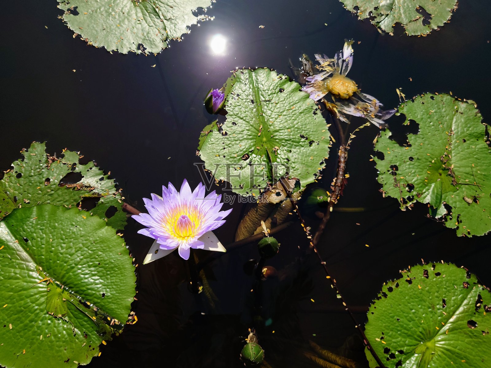 紫水礼来公司照片摄影图片