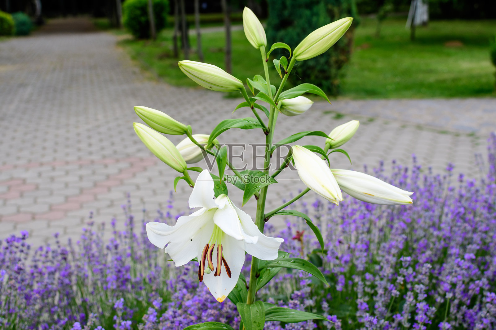 在一个阳光明媚的夏日,一群大朵的白色百合或百合植物在英国农舍式的花园里盛开,美丽的户外花的背景用柔焦拍摄照片摄影图片