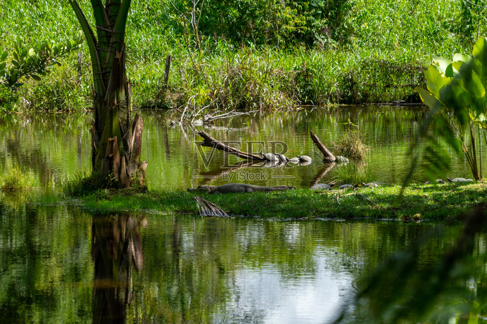 厄瓜多尔亚马逊湖岸边的一只凯门鳄照片摄影图片